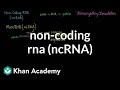 Exploring Non-coding RNA and Its Role in Biomolecules