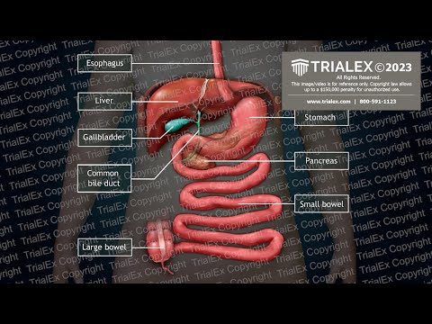 How Does the Upper Digestive System Work?