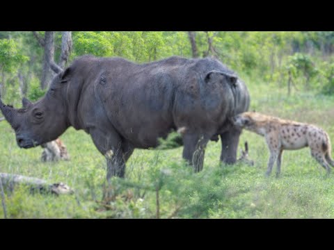 When Hyenas Messed With The Wrong Animals !