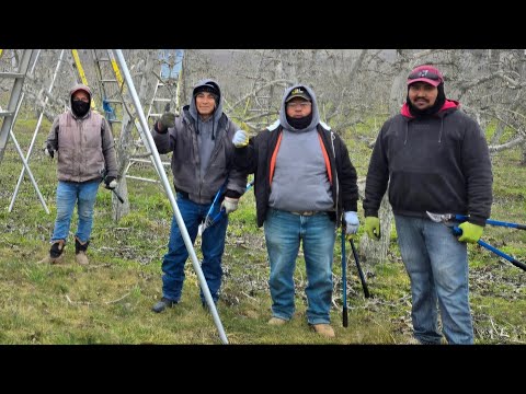 PODANDO ÁRBOLES DE MANZANA 🍎 AQUI EN QUINCY WASHINGTON