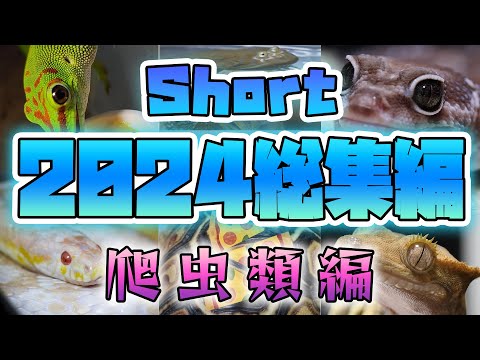 【2024】short総集編・爬虫類両生類編【ヤモリヘビカエル】