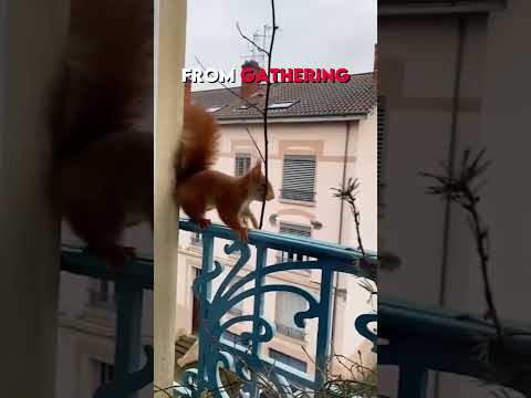 Squirrel builds its home outside a window ?
