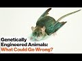 Understanding Genetic Networks and Gene Drives