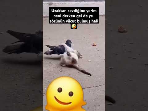 Sen ne yapıyorsun🫣🫣 #sessizyazar #shorts #keşfet #video #youtubeshorts #aşk #kedi #cat #yemek #sevgi
