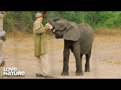 Orphaned Elephants Get Second Chance at Life | Guardians of the Wild 101