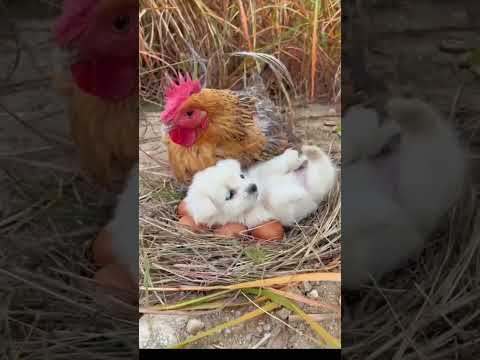 The wings of the mother hen are a warm harbor for dogs. Cute pet debut plan. Dogs. Golden Sun or