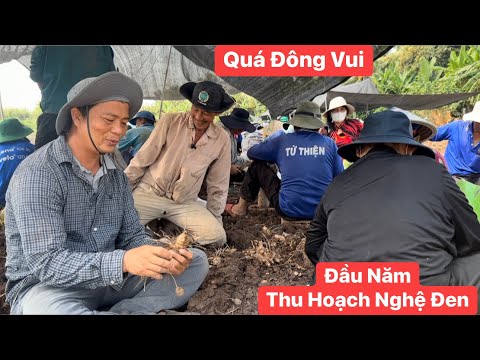 Đầu năm cô chú thu hoạch nghệ đen đông vui như ngày hội