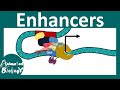 Enhancers and Gene Expression Concepts