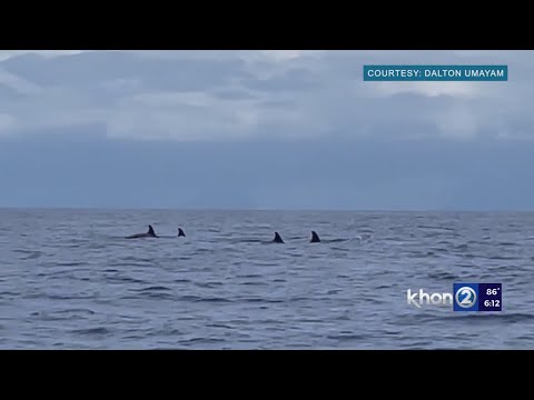 YouTube video thumbnail: ‘Apex Predator’ Orcas Spotted off Hawaii Island