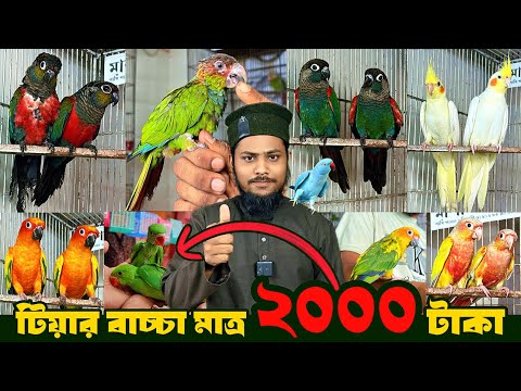 টিয়া পাখির দা'ম কত? | খামারে টেম ও রানিং অনেক পাখি এনেছি | স্পেশাল অফা'রে পাবেন ইনশাআল্লাহ। 15July25