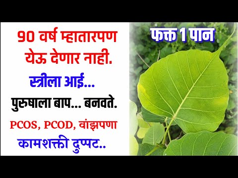 फक्त 1 पान 90 वर्ष म्हातारपण येऊ देत नाही, ताकद दुप्पट,दमा, भूक | पिंपळ पान काढा,pimpal pan kadha