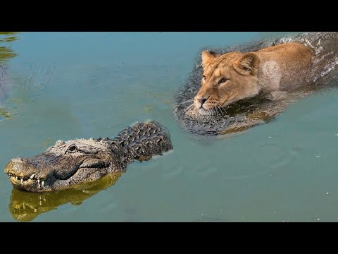 Crocodile Chased By Lion To The end Right on The Nile - What Will Happen Next?