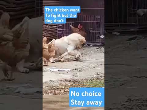 But the end the dog look angry to the chicken before leaving
