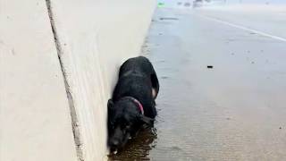 Cachorra Abandonada Na Chuva Foi Resgatada Para Curar O Coração!