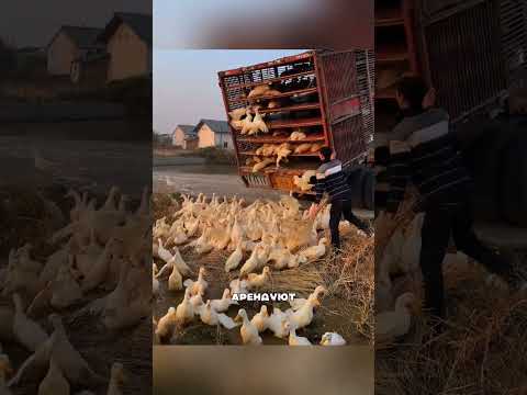 Где они взяли столько гусей?