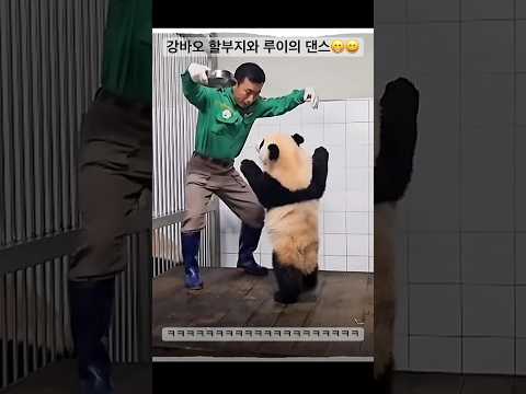강바오 할부지와 루이바오의 쉘위댄스 ㅋㅋ 환상의 케미 😁😄#熊猫#パンダ#ruibao  (cr-뿌빠티비)