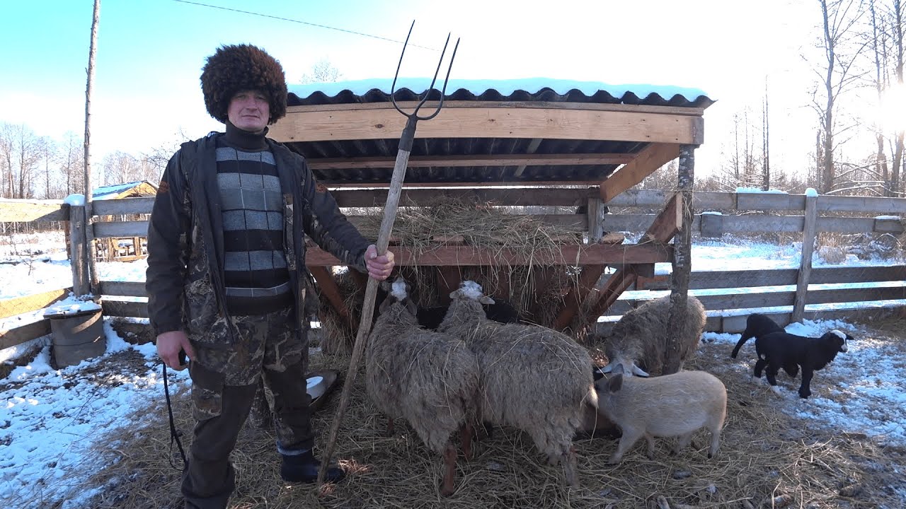 Три года живу в лесу. Как изменился хутор! 227