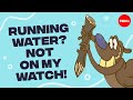 Beaver Ecology and Behavior