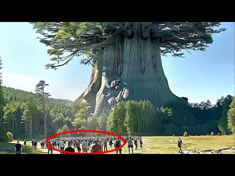 L'albero Più Grande Della Terra È Più Grande Della Tua Immaginazione