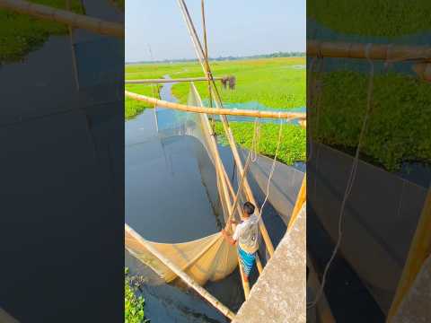 গ্রাম মাছ ধরার দৃশ্য আপনাদের কেমন লাগলো ♥️❤️❤️