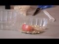 Mealworm Life Cycle and Metamorphosis
