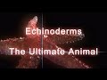 Echinoderms: Unique Creatures of the Sea
