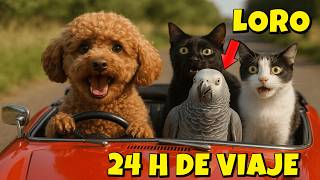 🚗 24 HORAS en AUTO con mi PERRO 🐶 y el LORO POLI 🦜 de VACACIONES en casa de GATOS Luna y Estrella