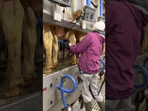 🐄✨ From Udder Wash to Milking – Farm Girls Uses Milking Machines the Smart Way