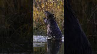 By following their instincts, beavers become ecosystem engineers. 🦫 #InsideTheEnchantedWaterways