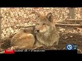 Animal Behavior During Solar Eclipses