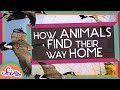 Animal Navigation and Migration Concepts