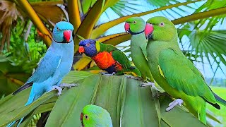 Parrot Sounds & Talking