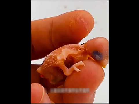 The birth of a unique creature short video #shorts