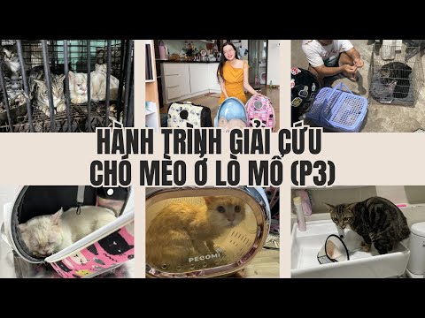 Hành trình giải cứu chó mèo ở lò mổ (P3)