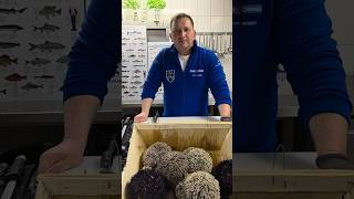 Seeigel mit Fischsommelier André Domke