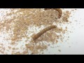 Mealworm and Insect Life Cycle