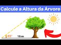Trigonometria e Altura de Árvores