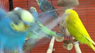 relaxing budgie sounds