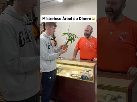 ¿Cuánto ORO puedo conseguir en la tierra de un ARBOL de DINERO?