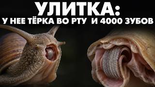 УЛИТКА - У НЕЕ ТЁРКА ВО РТУ И 4000 ЗУБОВ! 😨