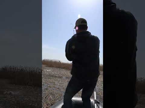 Snakehead fishing