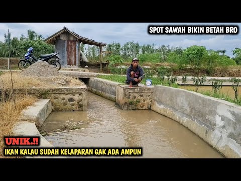 GOKIL.!! MANCING LELE DI TENGAH SAWAH TIBA TIBA IKAN NILANYA PADA NYAMBER BRO