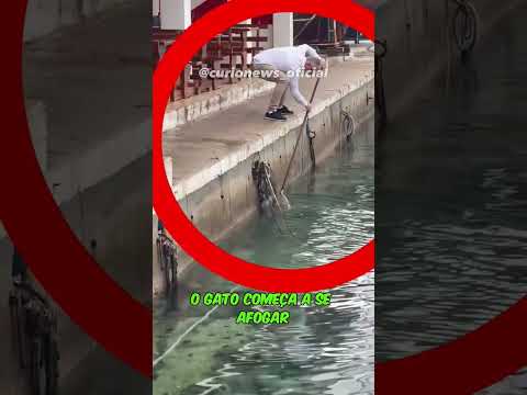 GATO CAI NA ÁGUA E ALGO ABSURDO ACONTECE..#short