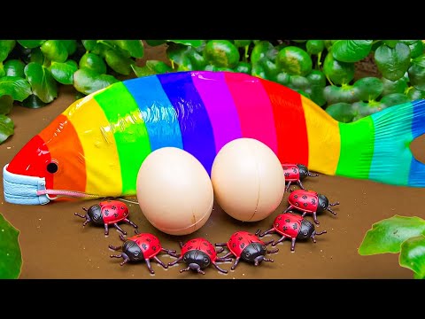 Octopus Steals Eel from Frog | Carp, Crabs, Eggs 💕 Stop Motion ASMR CoCo