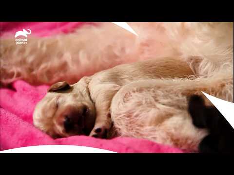 Madison's Pups: Adorable Adventures Await! | Too Cute | Animal Planet