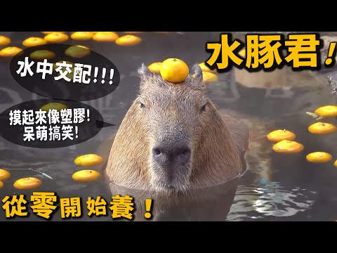 【從零開始養】水豚!一摸就被放倒!喜歡水中交配【許伯簡芝】
