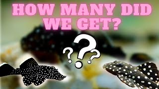 Breeding Peppermint Plecos: Harvesting The Spawn!!!