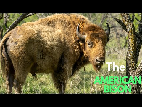 Meet the American Bison.