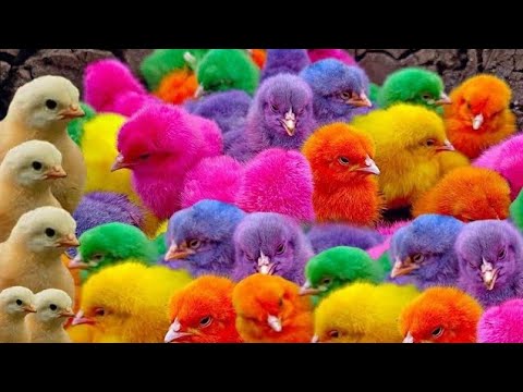 Ayam Lucu, ayam warna warni, ayam rainbow, kelinci lucu, bebek lucu, ikan koi, Hewan Lucu