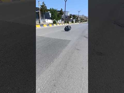 yolun ortasına gitti😱